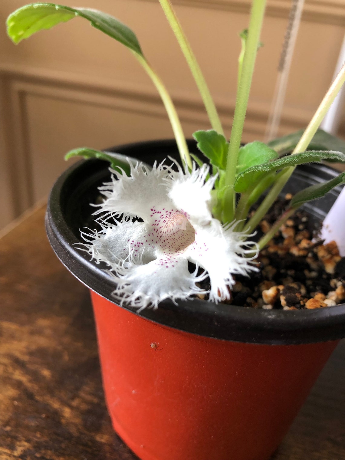 Alsobia Dianthiflora Cygnet Lace Flower - Etsy