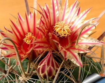 Ferocactus wislizeni ssp. herrerae – Barrel Cactus