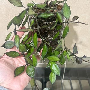 Hoya krohniana Black