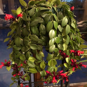 Red Lipstick Plant - Aeschynanthus sp.