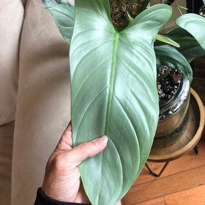 Philodendron Silver Sword (Philodendron hastatum)