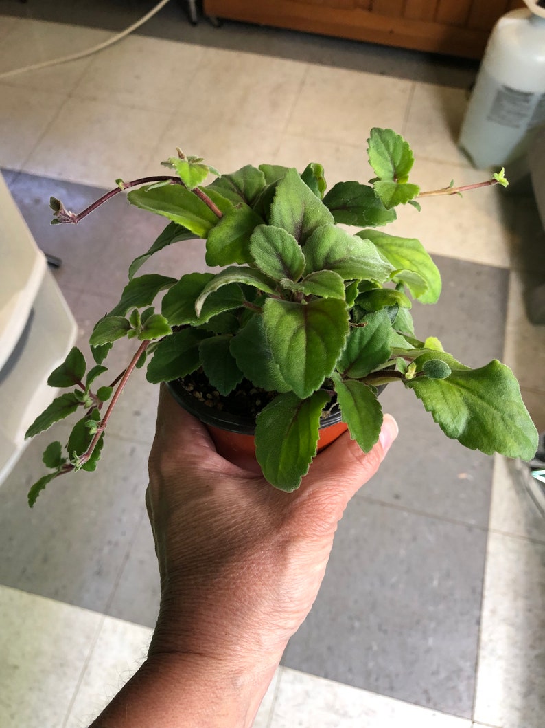 Alsobia Dianthiflora Cygnet Lace Flower - Etsy
