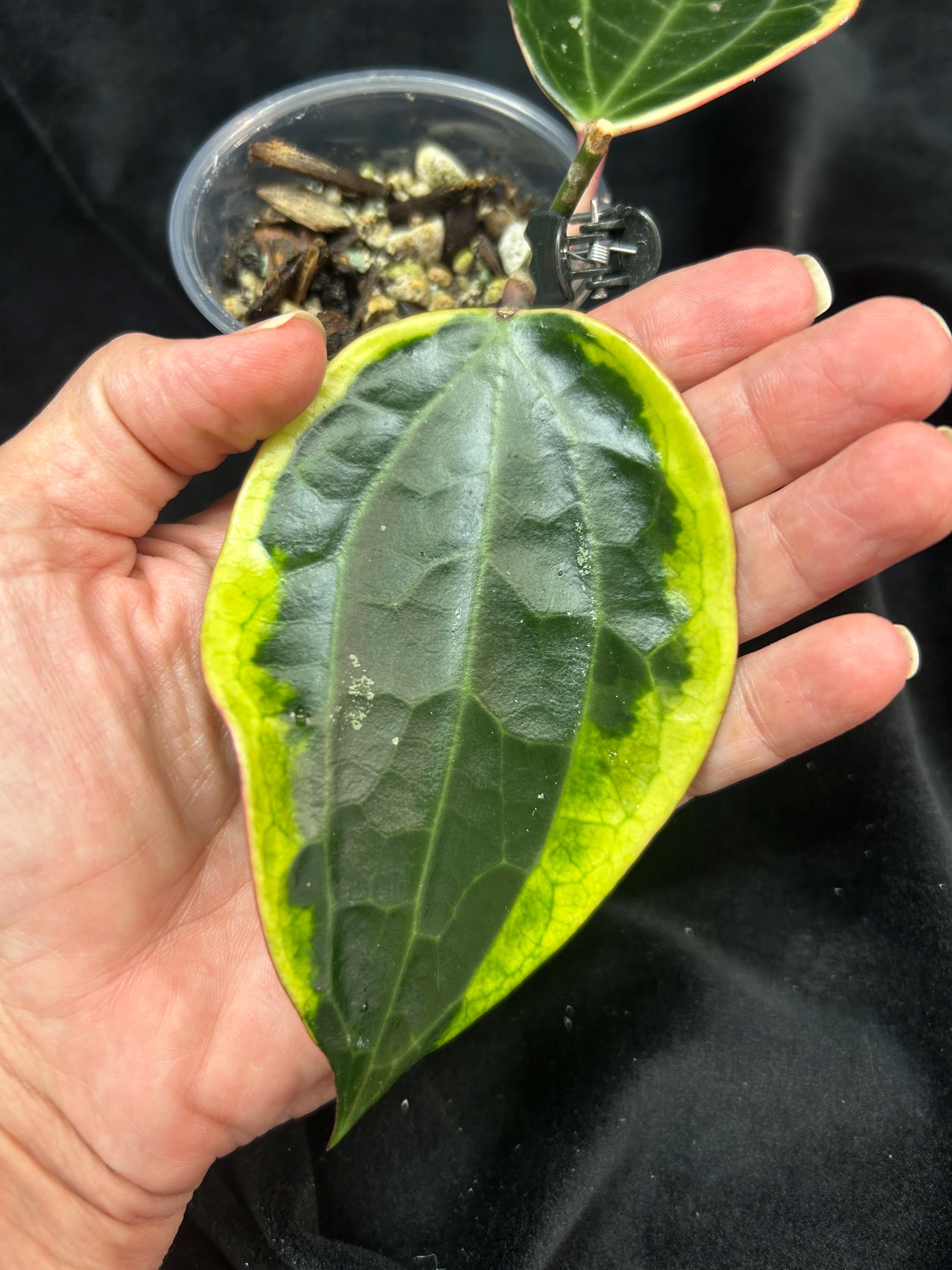 Hoya latifolia Albo Marginata