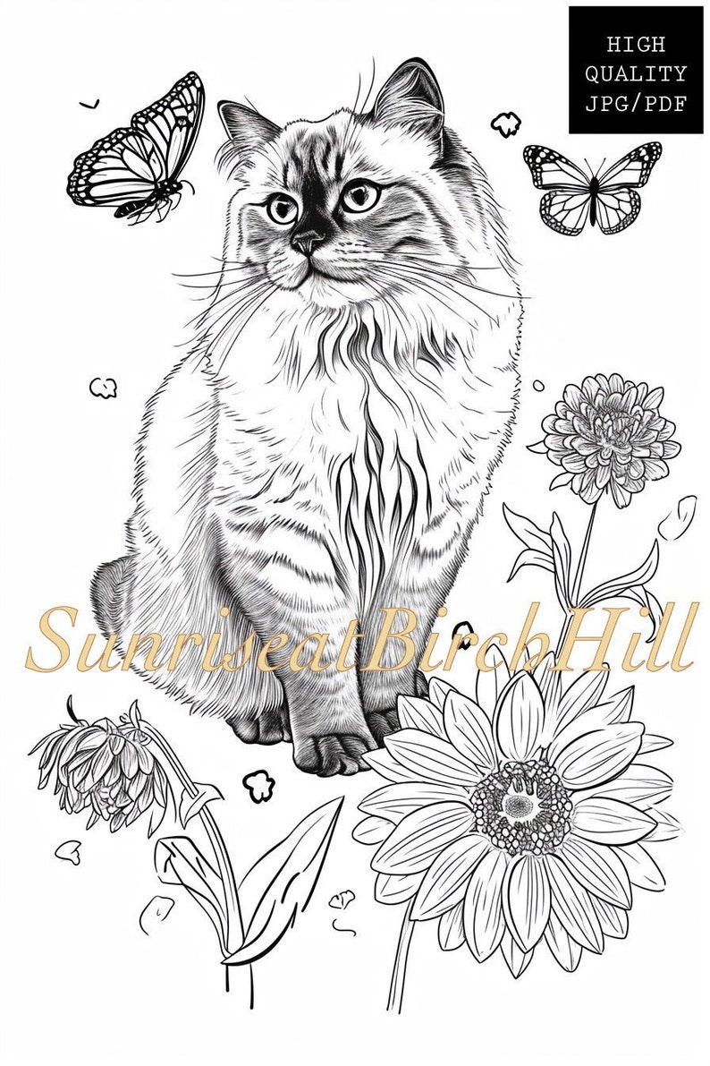 Himalayan Cat Coloring Page/sheet, Adult Printable Coloring Pet