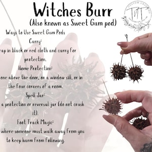 May include: The image features several spiky, brown Sweet Gum pods, also known as Witches Burr, held by a person. Text details ways to use the pods for protection, home protection, spell jars, and foot track magic. The image includes the text "Custom Crafting".