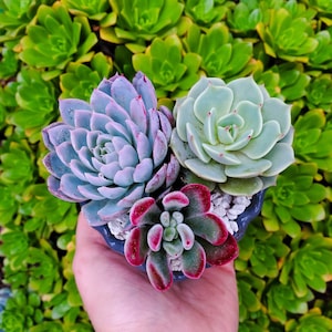 Heart Cement Planter Succulent Arrangement