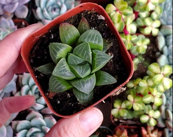 Haworthia mutica Succulent Plant