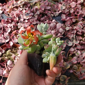 Cotyledon pendens Succulent Plant