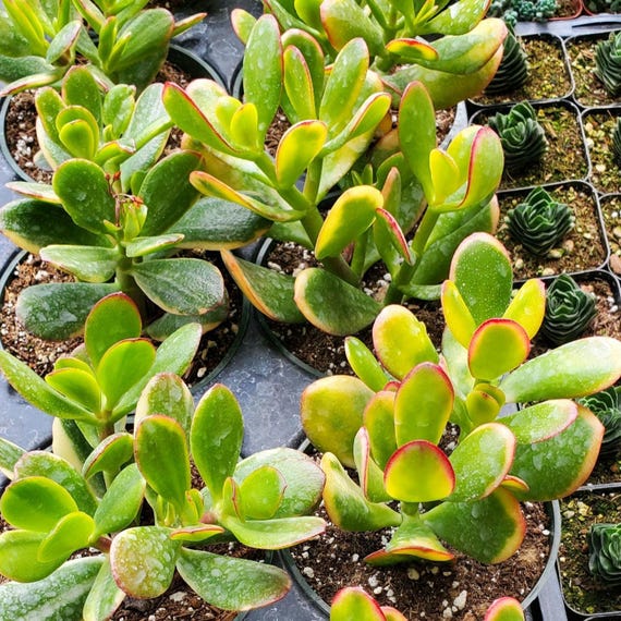 Crassula ovata 'Tricolor Jade' | Rooted in Paradise Succulent Studio 2 Inch