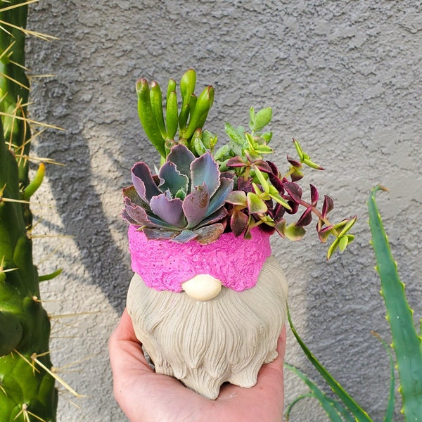 Spring Succulent Gnome Arrangement