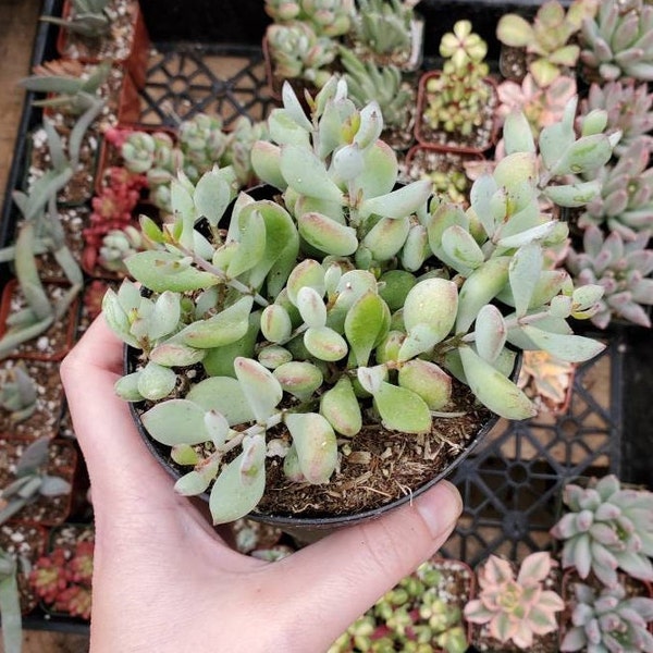 Cotyledon pendens Succulent Plant