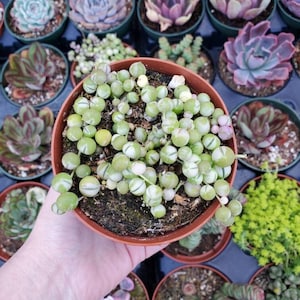 Senecio rowleyanus f. variegatus &#39;Variegated String of Pearls&#39; Succulent Plant