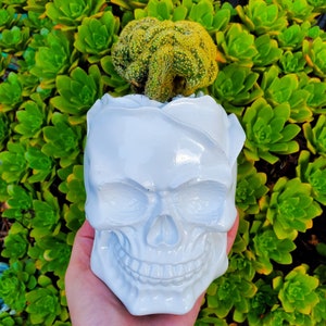 May include: A white skull-shaped planter with a cactus. The planter has a detailed skull design and is filled with a green and yellow cactus. The background is a bed of green succulents.