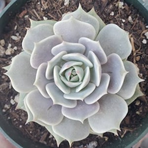 Echeveria &#39;Lola&#39; Succulent Plant