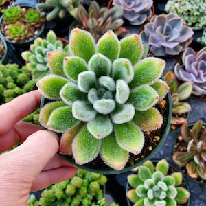 May include: A close-up of a succulent plant with green, fuzzy leaves and red tips. The plant is in a small, dark green pot. Other succulents are visible in the background.