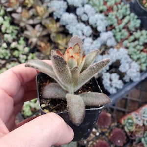 Kalanchoe tomentosa &#39;Cinnamon&#39; Succulent Plant