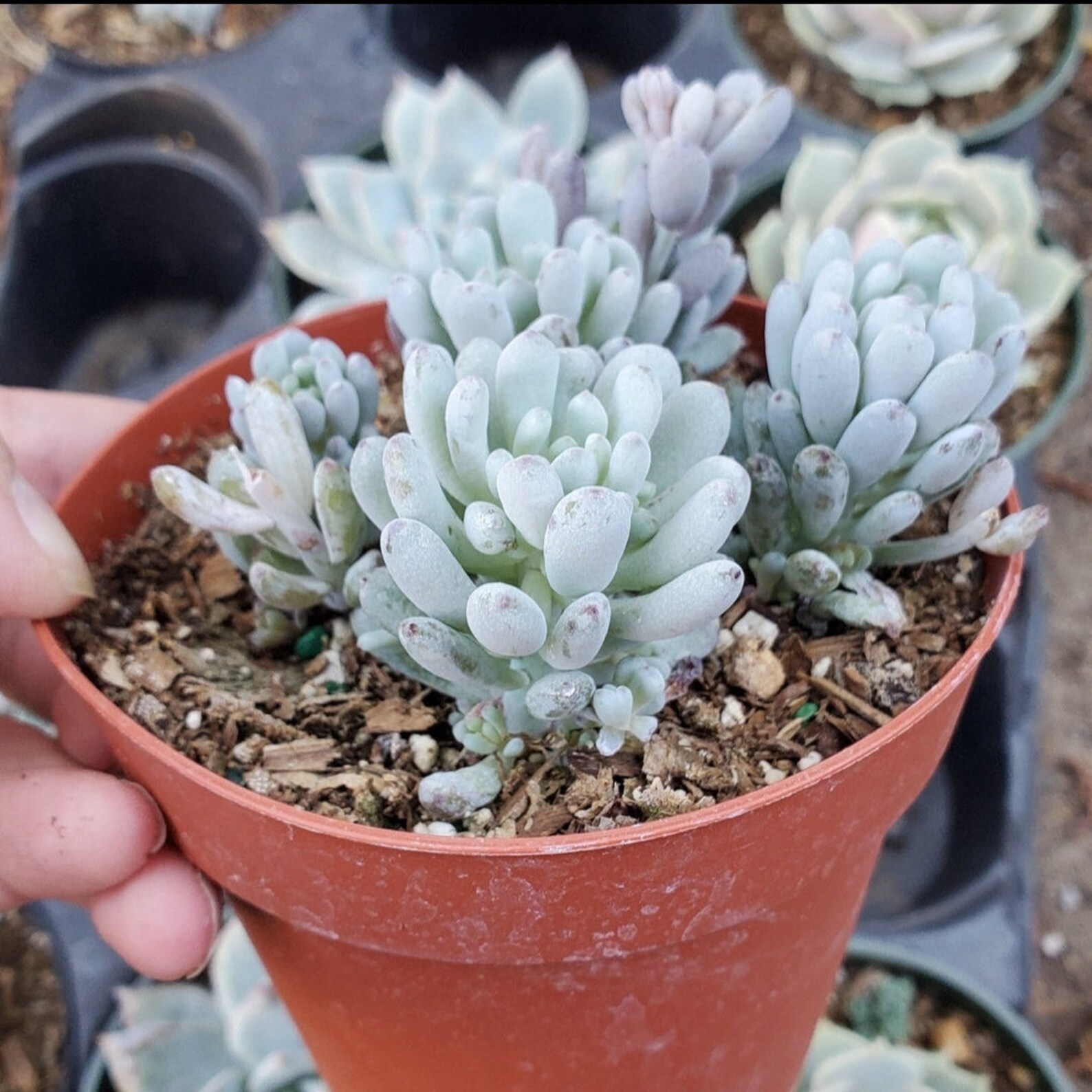 Bluebean Graptopetalum pachyphyllum 'bluebean' Succulent Plant - Etsy