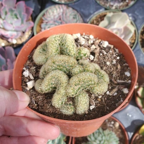 Mammillaria elongata  cristata 'Brain Cactus' Succulent Plant