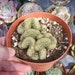 see more listings in the Succulents section