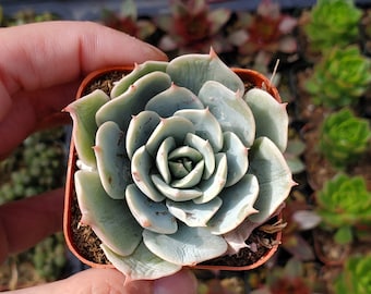 Echeveria 'Imbricata' Succulent Plant