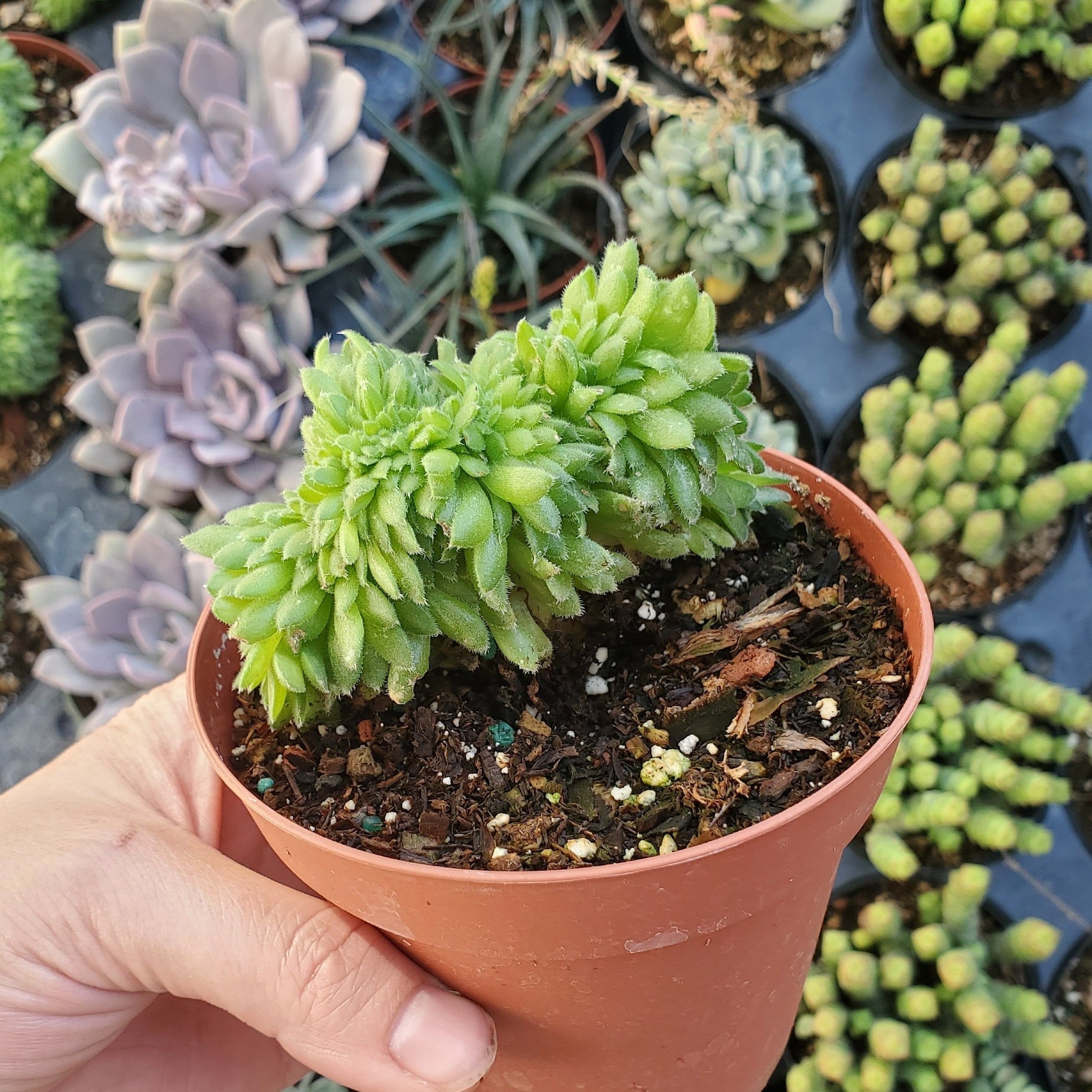 pot for large plant Viva Square Self-Watering Rolling Planter 20