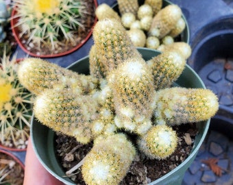 Mammillaria elongata 'Golden Lace Cactus'  Succulent Plant