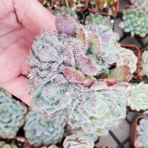 Fuzzy, blue Echeveria setosa 'Mexican Firecracker' Succulent Plant