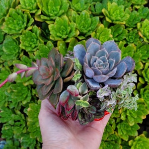 Heart Cement Planter Succulent Arrangement