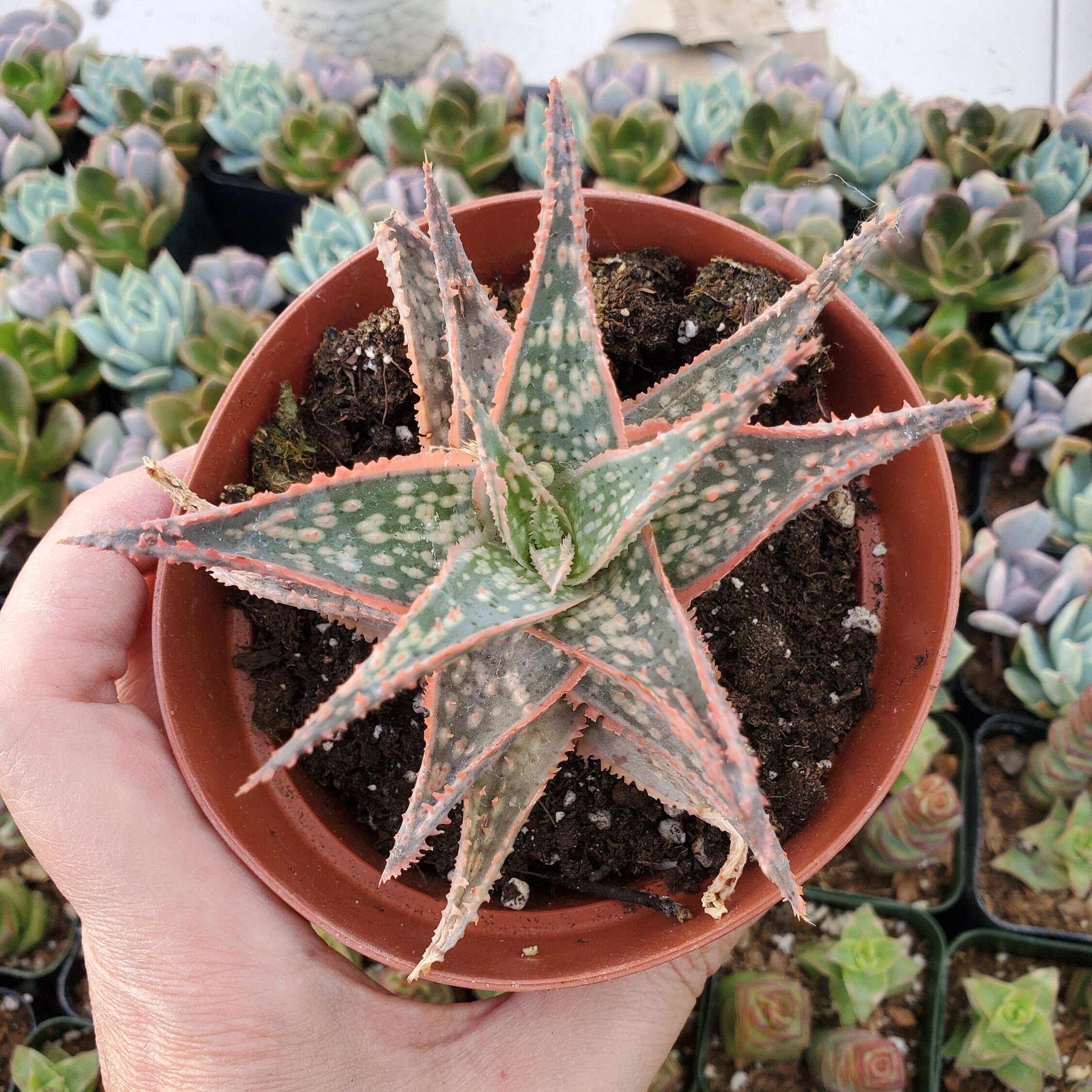 Aloe 'purple Haze' PP32,604 Succulent Plant - Etsy