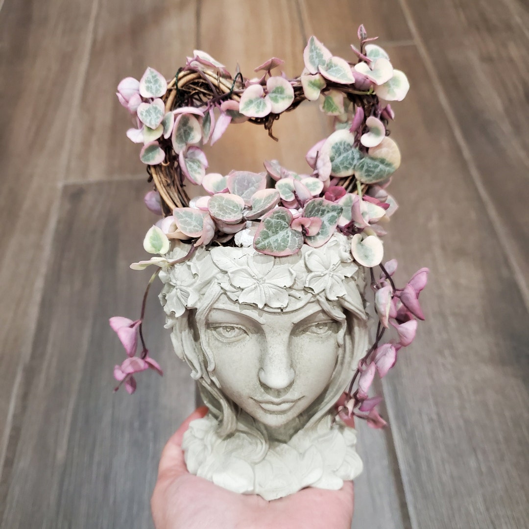 Ceropegia 'variegated String of Hearts' Trellis Goddess Succulent