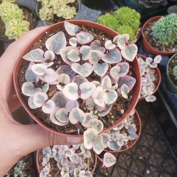 Ceropegia woodii f. variegata 'Variegated String of Hearts' Succulent Plant