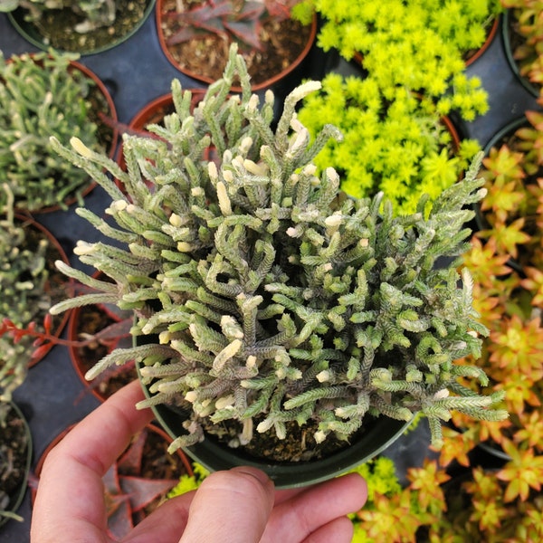 Variegated Crassula muscosa 'Variegated Watch Chain' or 'Zipper Plant'