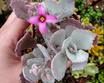 Kalanchoe pumila 'Flower Dust Plant' Succulent Plant