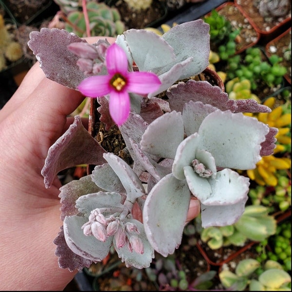 Kalanchoe pumila 'Flower Dust Plant' Succulent Plant