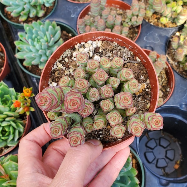 Crassula 'Baby's Necklace' Succulent Plant