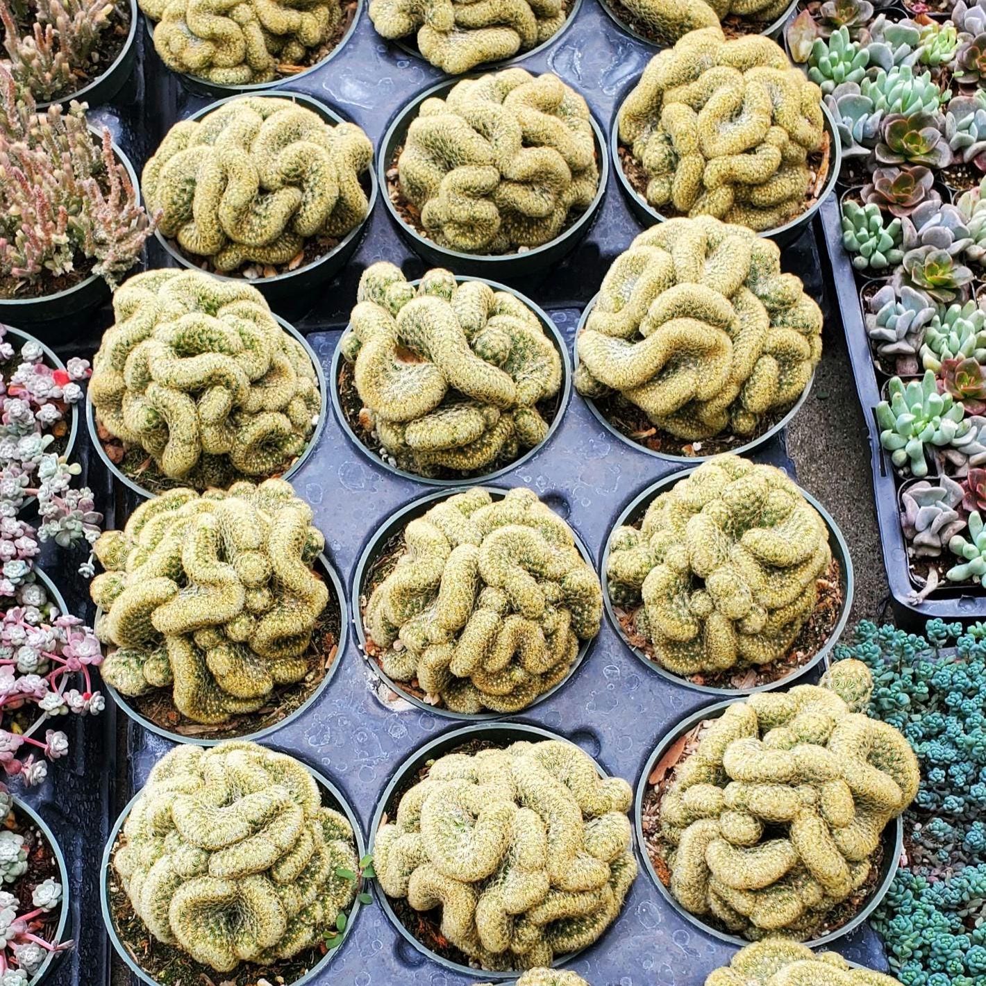 Mammillaria Elongata Cristata 'brain Cactus' Succulent Plant - Etsy