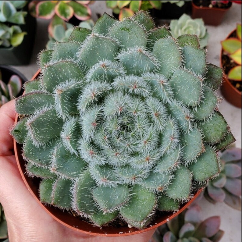 Echeveria setosa 'Mexican Firecracker' Succulent Plant image 3