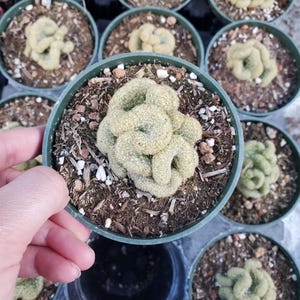 Mammillaria elongata  cristata &#39;Brain Cactus&#39; Succulent Plant