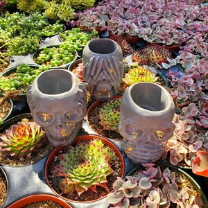 May include: Three gray skull-shaped planters with gold accents. The planters are filled with small green plants. The planters are sitting on a table with other plants.