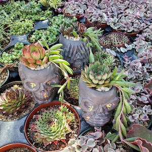 May include: Succulents planted in black skull-shaped pots with gold accents. The pots are arranged on a table with other succulents in various pots.