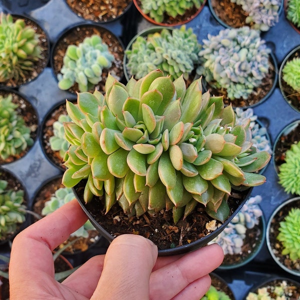 Graptoveria 'Olivia' Crest Succulent Plant