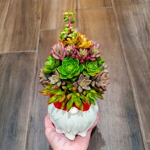 May include: A succulent plant arrangement in a white gnome-shaped planter. The planter has a red and green hat and beard. The succulents are a variety of green, pink, and yellow.