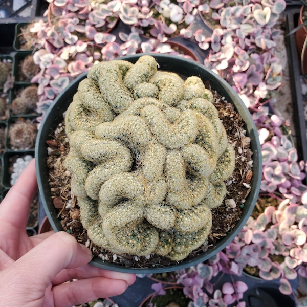 Mammillaria elongata  cristata 'Brain Cactus' Succulent Plant