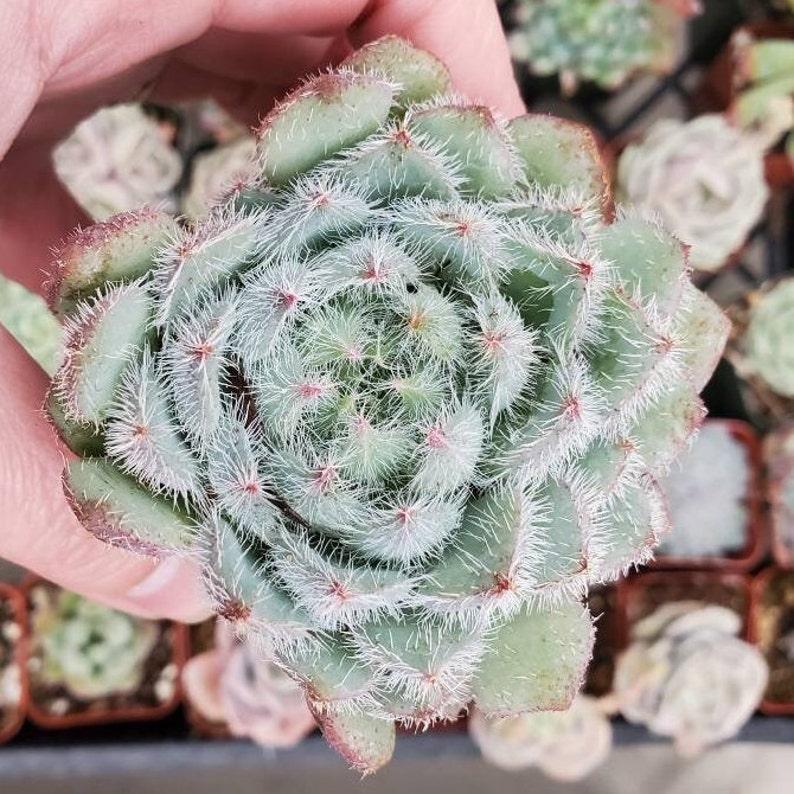 Fuzzy, blue Echeveria setosa 'Mexican Firecracker' Succulent Plant