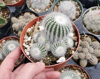 Parodia scopa 'Silver Ball Cactus' Succulent Plant