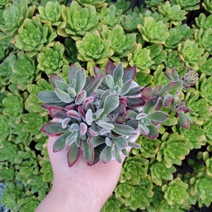 Heart Cement Planter Succulent Arrangement