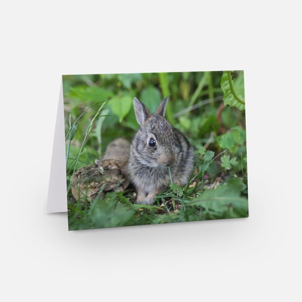 Original Photo Note Cards, Bunny Greeting Card, Rabbit Card, Blank Inside, Envelope Included, Greeting Card, All Occasion Cards, Animal Card