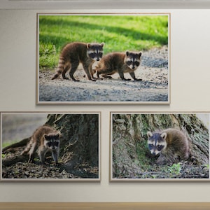 Wasbeer, wasbeer kunst, digitale downloads, digitale fotografie, afdrukbare, kunst aan de muur, dieren in het wild, natuur, dier, behang, achtergrond, jpg