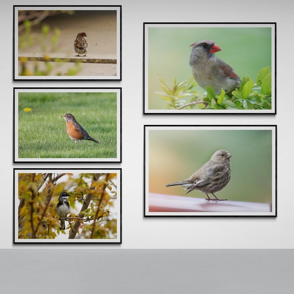 5 Digitale Downloads, digitale Fotografie, Vögel, Wildtiere, Rotkehlchen, Kardinal, Spatz, sofort, printable, Natur, Wallpaper, Hintergrund, jpg