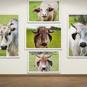 Kuh, Kuh Wandkunst, digitaler Download, Rinder, digitale Fotografie, printable, Vieh, Bauernhof, Wallpaper, Hintergrund, herunterladbar